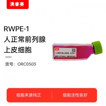 RWPE-1（人正常前列腺上皮细胞）