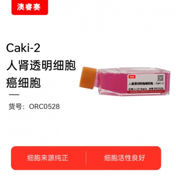 Caki-2（人肾透明细胞癌细胞）