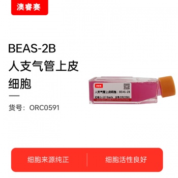 BEAS-2B（人支气管上皮细胞）