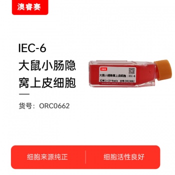 IEC-6（大鼠小肠隐窝上皮细胞）