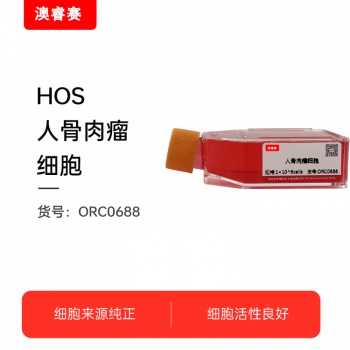 HOS（人骨肉瘤细胞）