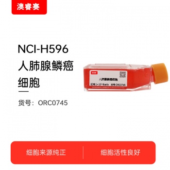 NCI-H596（人肺腺鳞癌细胞）
