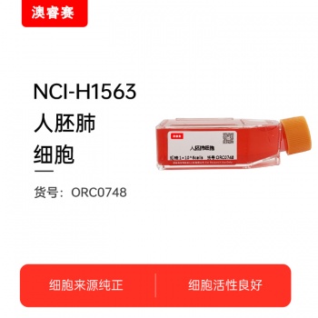 NCI-H1563（人胚肺细胞）