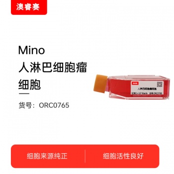 Mino（人淋巴细胞瘤细胞）