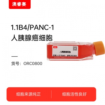 1.1B4/PANC-1（人胰腺癌细胞）