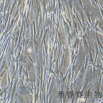 IMR-90（人胚肺成纤维细胞 有限细胞系）