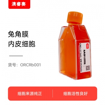 兔角膜内皮细胞