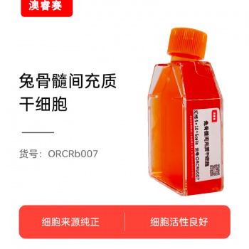 兔骨髓间充质干细胞