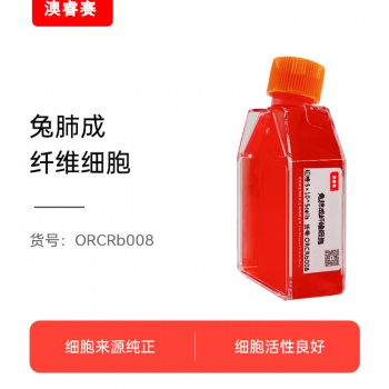 兔肺成纤维细胞