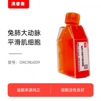 兔肺大动脉平滑肌细胞