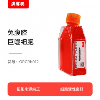 兔腹腔巨噬细胞