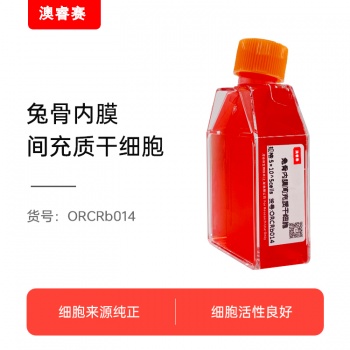 兔骨内膜间充质干细胞