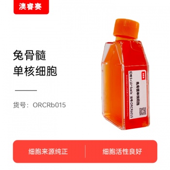 兔骨髓单核细胞