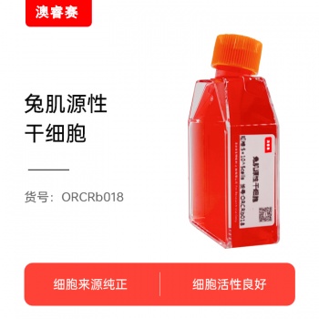 兔肌源性干细胞