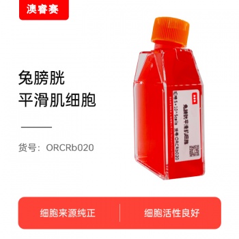 兔膀胱平滑肌细胞