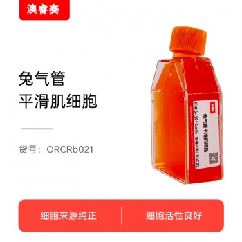 兔气管平滑肌细胞