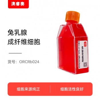 兔乳腺成纤维细胞