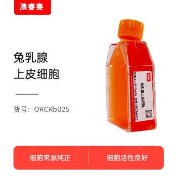 兔乳腺上皮细胞