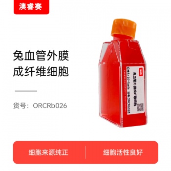 兔血管外膜成纤维细胞