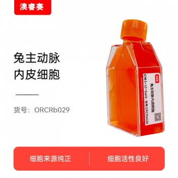 兔主动脉内皮细胞