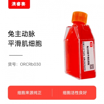 兔主动脉平滑肌细胞