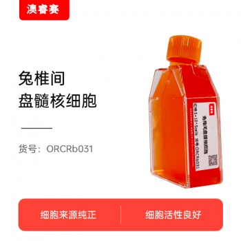 兔椎间盘髓核细胞