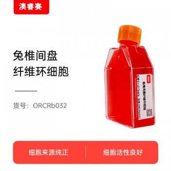 兔椎间盘纤维环细胞