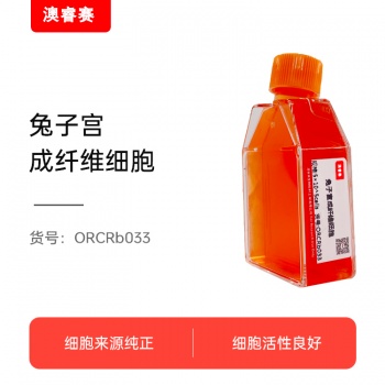 兔子宫成纤维细胞