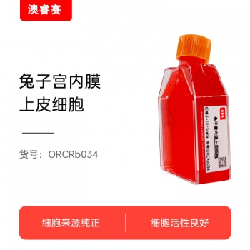 兔子宫内膜上皮细胞