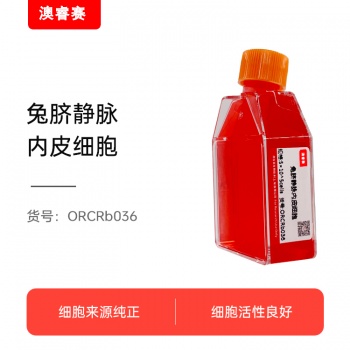 兔脐静脉内皮细胞