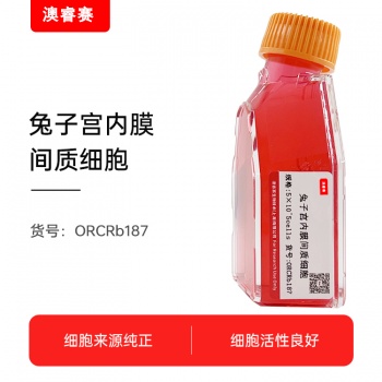 兔子宫内膜间质细胞