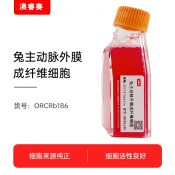 兔主动脉外膜成纤维细胞