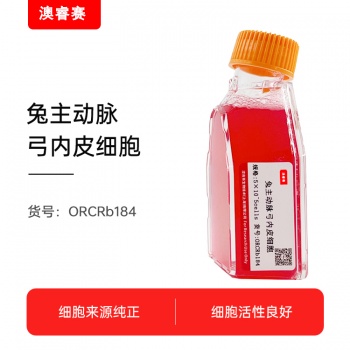 兔主动脉弓内皮细胞