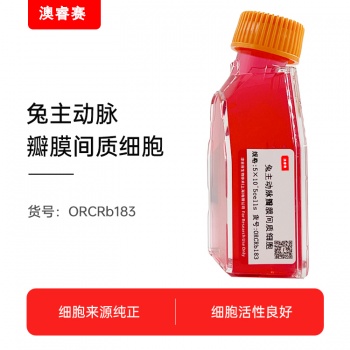 兔主动脉瓣膜间质细胞