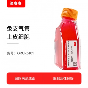 兔支气管上皮细胞