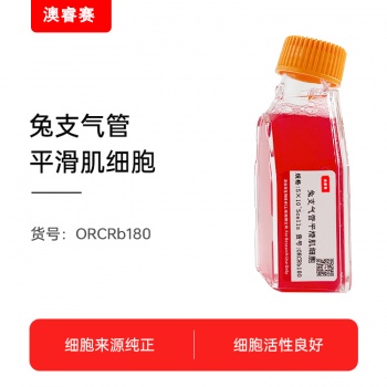 兔支气管平滑肌细胞