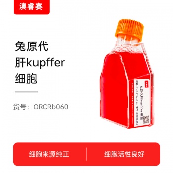 兔肝kupffer细胞