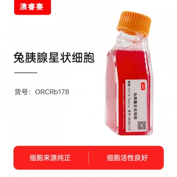 兔胰腺星状细胞