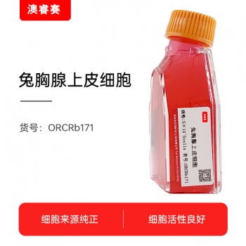 兔胸腺上皮细胞