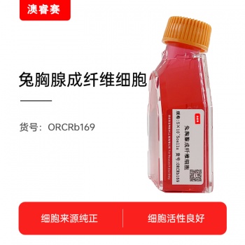 兔胸腺成纤维细胞