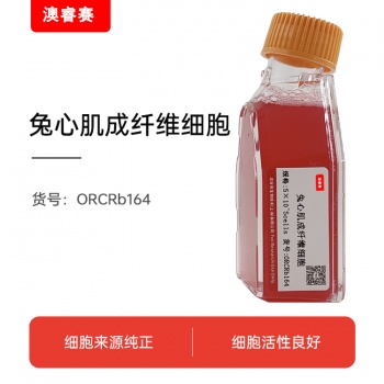 兔心肌成纤维细胞