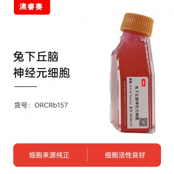 兔下丘脑神经元细胞