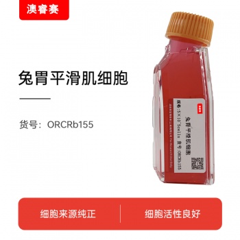 兔胃平滑肌细胞