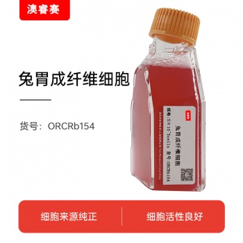 兔胃成纤维细胞