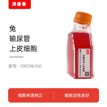 兔输尿管上皮细胞