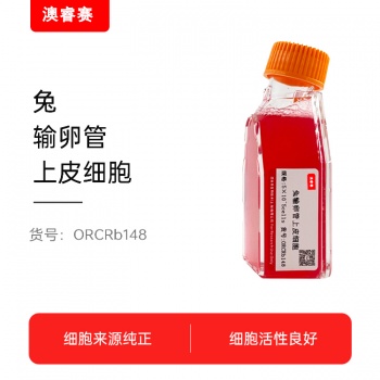 兔输卵管上皮细胞