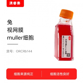 兔视网膜muller细胞