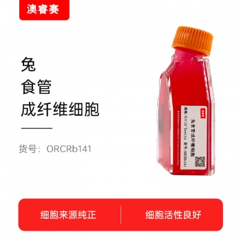 兔食管成纤维细胞