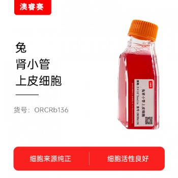 兔肾小管上皮细胞