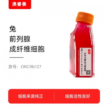 兔前列腺成纤维细胞